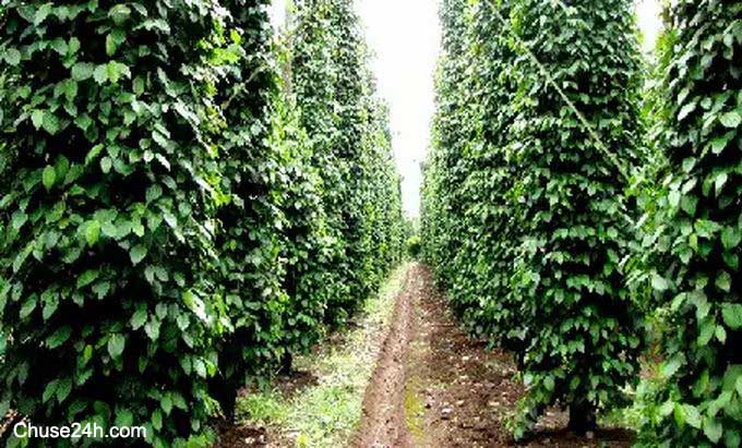 Chia sẻ kinh nghiệm làm bông cho hồ tiêu - 第1张 - Chư Sê 24h Chia sẻ kinh nghiệm làm bông cho hồ tiêu - 第1张