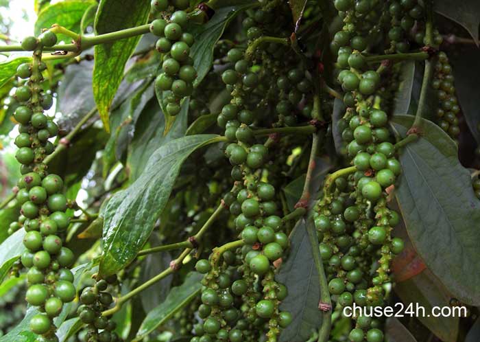 Quy trình chăm sóc cây tiêu phục hồi vườn và phòng trừ dịch hại - 第1张 - Chư Sê 24h Quy trình chăm sóc cây tiêu phục hồi vườn và phòng trừ dịch hại - 第1张