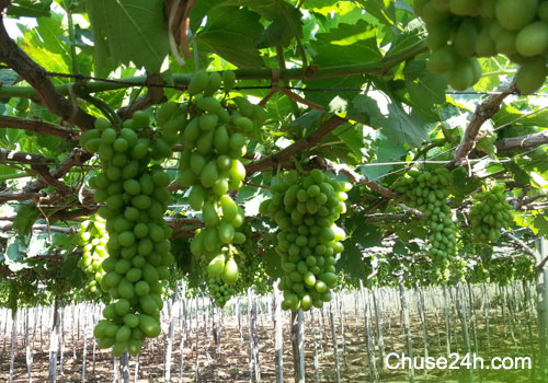 8x kiếm hàng trăm triệu từ 2 sào đất cát - 第2张 - Chư Sê 24h 8x kiếm hàng trăm triệu từ 2 sào đất cát - 第2张