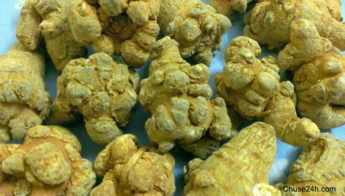 Dùng tam thất có phòng được ung thư? - 第1张 - Chư Sê 24h Dùng tam thất có phòng được ung thư? - 第1张