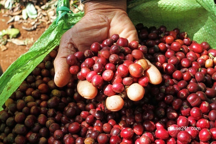 Giá cà phê Gia Lai tăng lên 37,2 triệu đồng/tấn - 第1张 - Chư Sê 24h Giá cà phê Gia Lai tăng lên 37,2 triệu đồng/tấn - 第1张