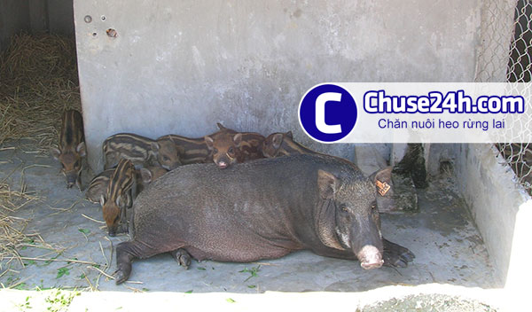 Kỹ thuật nuôi heo rừng lai hay nhất - 第1张 - Chư Sê 24h Kỹ thuật nuôi heo rừng lai hay nhất - 第1张