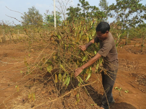 Tìm cách khôi phục cây trồng sau hạn khốc liệt tại Chư Sê - 第1张