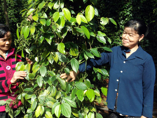 Tín hiệu mới từ sàn giao dịch hồ tiêu - 第1张