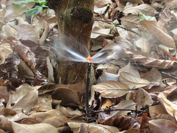 Vườn cây xanh ngát trong nắng hạn nhờ áp dụng mô hình tưới tiết kiệm - 第1张