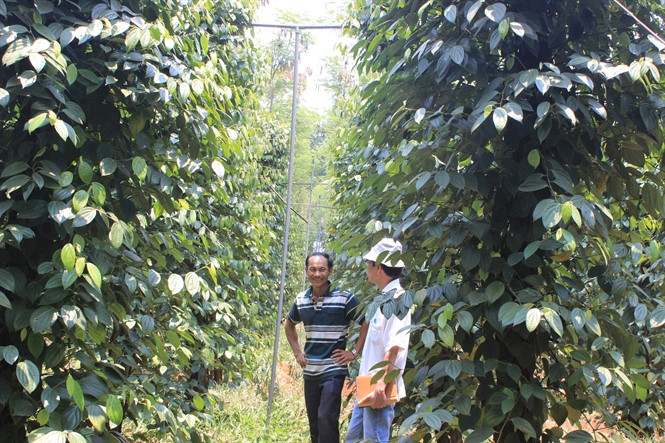 Chư Sê chú trọng đầu tư hệ thống tưới tiết kiệm - 第1张