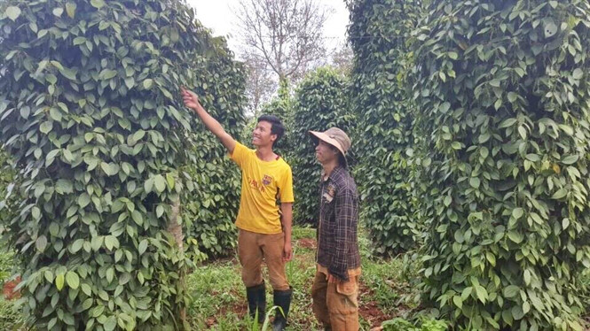 Chặt bỏ cao su, chạy theo 'giấc mơ tỷ phú'... vẫn chỉ là giấc mơ! - 第1张 - Chư Sê 24h Chặt bỏ cao su, chạy theo 'giấc mơ tỷ phú'... vẫn chỉ là giấc mơ! - 第1张