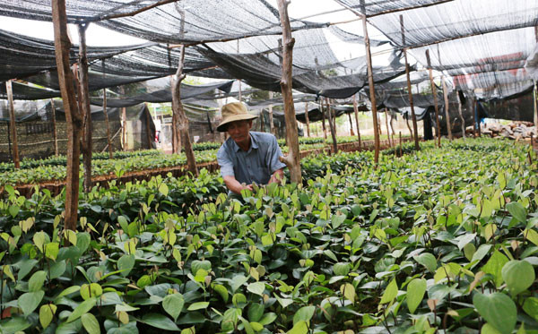 Tiêu giống giá cao, chất lượng tùy... may rủi - 第1张 - Chư Sê 24h Tiêu giống giá cao, chất lượng tùy... may rủi - 第1张