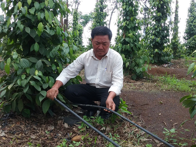 Vựa hồ tiêu Chư Sê: Nỗi lo mùa xuống giống - 第1张