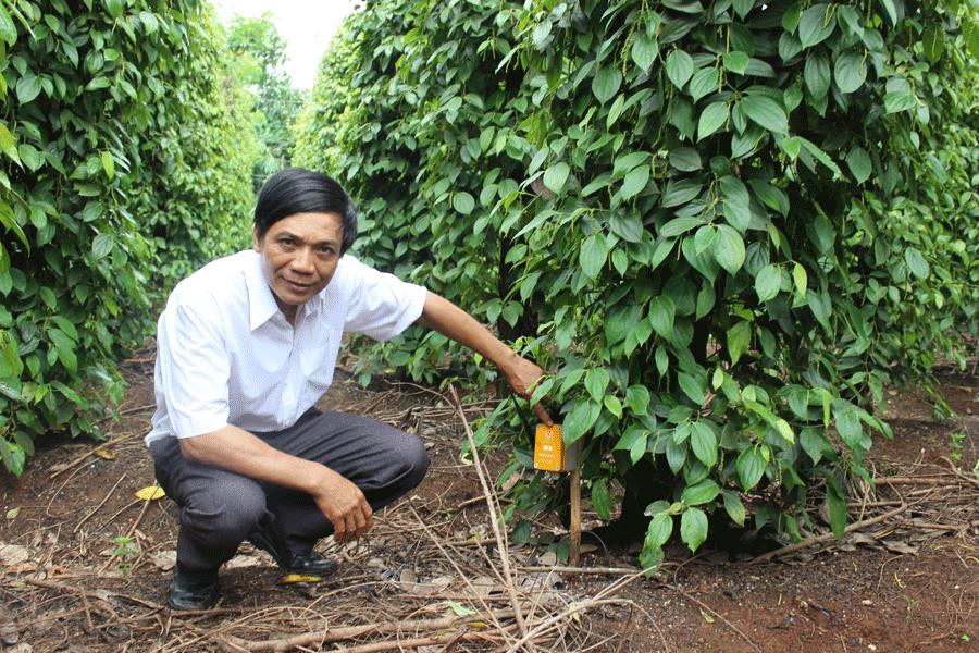 Gia Lai trình diễn giải pháp tưới tiêu bằng điều khiển bằng điện thoại - 第1张