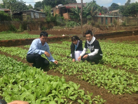 Sáng chế phân bón thiết thực của học sinh lớp 12 từ cây dã quỳ - 第1张 - Chư Sê 24h Sáng chế phân bón thiết thực của học sinh lớp 12 từ cây dã quỳ - 第1张