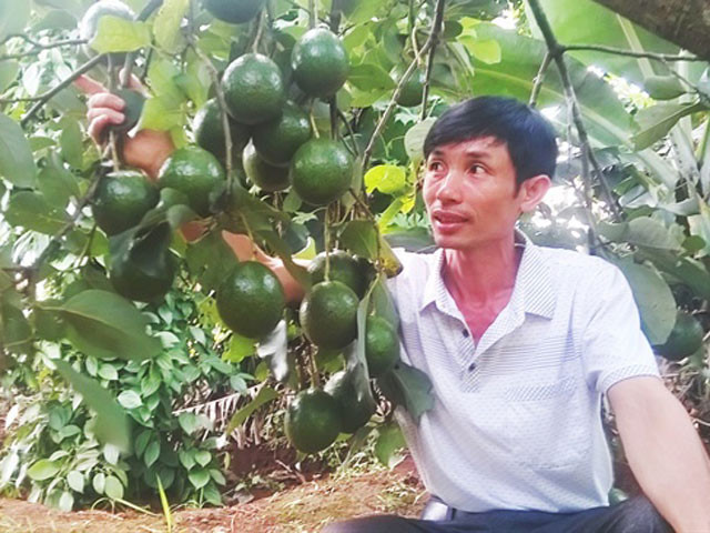 Bơ Booth xen canh thu nhập cao - 第1张