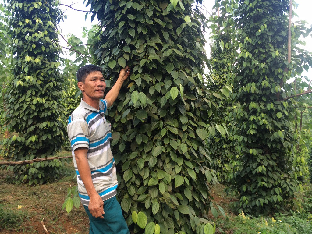 Người trồng hồ tiêu vất vả canh trộm dịp Tết - 第1张 - Chư Sê 24h Người trồng hồ tiêu vất vả canh trộm dịp Tết - 第1张