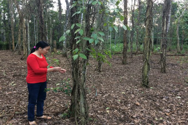 VPA dự báo sản lượng hồ tiêu tăng ít nhất 15% - 第1张