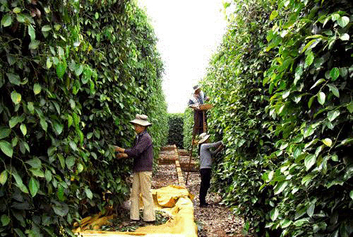 Giá tiêu Chư Sê 20/05: Đổ nợ, bán nhà theo... giá tiêu - 第1张