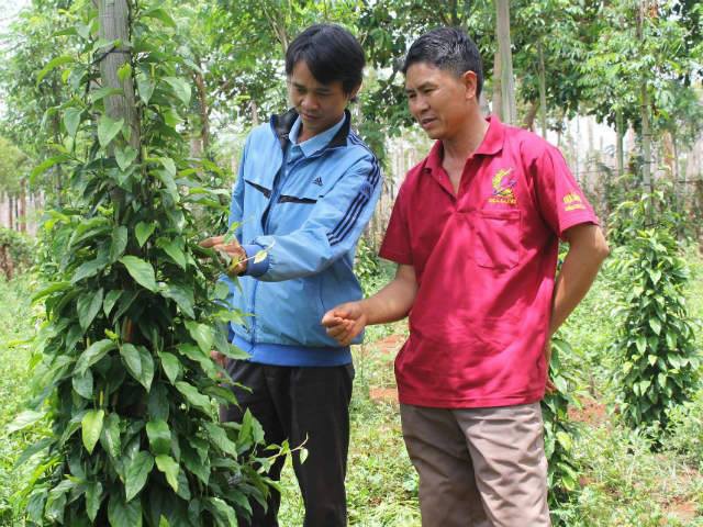 Chư Sê xuất hiện giống tiêu lốt? - 第1张