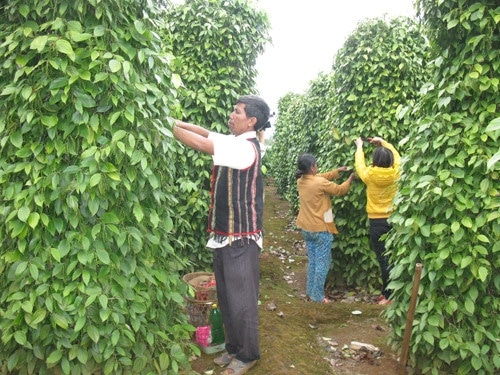 Khuyến cáo nông dân Gia Lai mở rộng diện tích trồng tiêu Lốt - 第1张