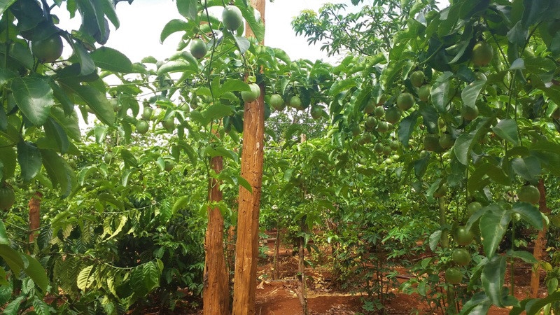 Đến lượt giải cứu chanh dây Chư Sê? - 第1张 - Chư Sê 24h Đến lượt giải cứu chanh dây Chư Sê? - 第1张