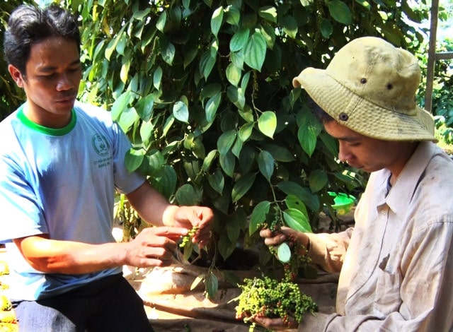 Giá Tiêu Chư Sê 21/5: Hồ tiêu hết cơ hội trở lại thời 'hoàng kim'? - 第1张