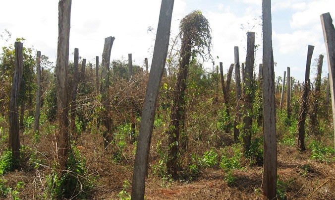 Trả giá từ việc phát triển trồng tiêu ồ ạt - 第1张