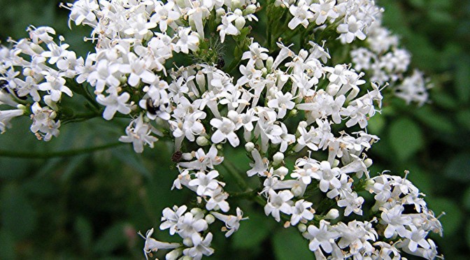 Người mất ngủ do suy nghĩ sẽ hối hận vì không biết cây thuốc này - 第2张