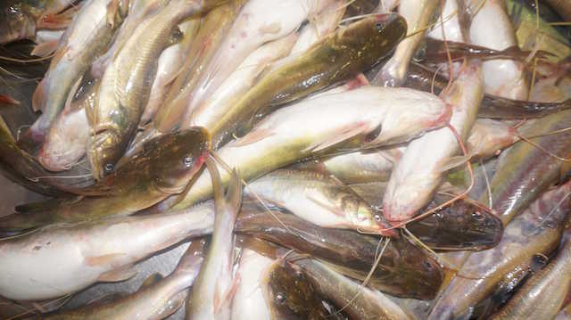 Nuôi cá lăng nha 1 tuần chỉ cho ăn 2 lần, giá 1kg bằng 4kg thịt lợn - 第1张