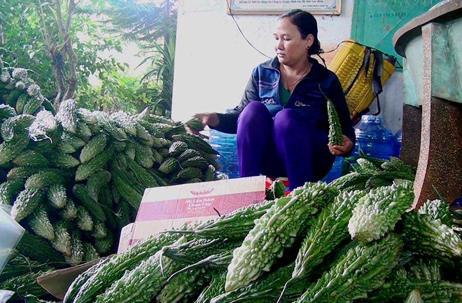 Chỉ 3 tháng trồng mướp đắng ngắt, thu lợi nhuận hơn 100 triệu - 第1张