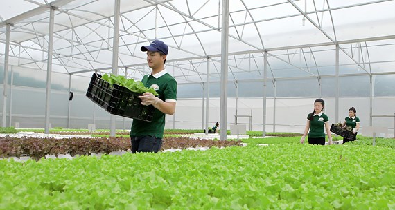 Hàng nông sản chủ lực của Tây Nguyên giờ ra sao? - 第1张