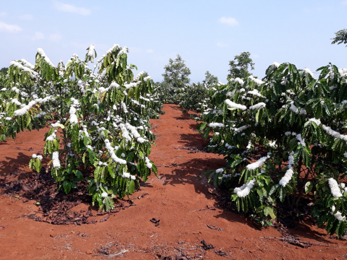Đất Tây Nguyên bị 'bóc lột' nghiêm trọng﻿ - 第1张