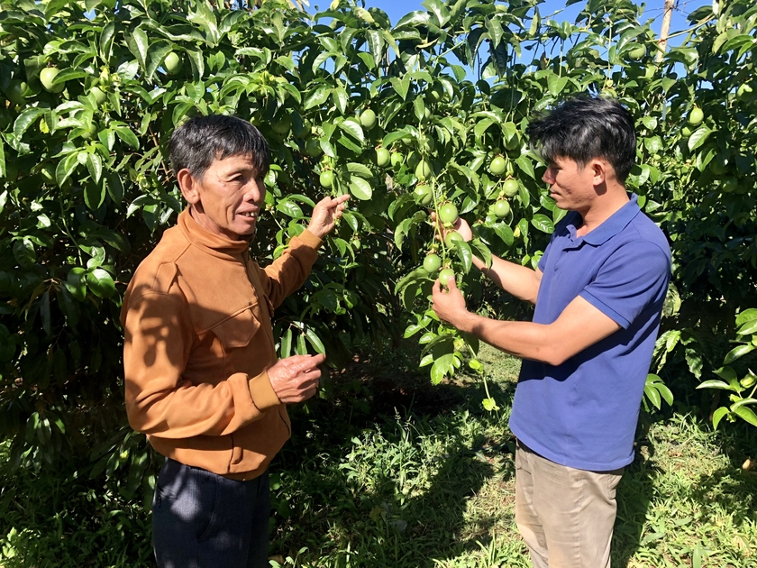 Hiệu quả mô hình quản lý dịch hại tổng hợp trên chanh leo gắn với tiêu thụ sản phẩm - 第2张 - Chư Sê 24h Hiệu quả mô hình quản lý dịch hại tổng hợp trên chanh leo gắn với tiêu thụ sản phẩm - 第2张