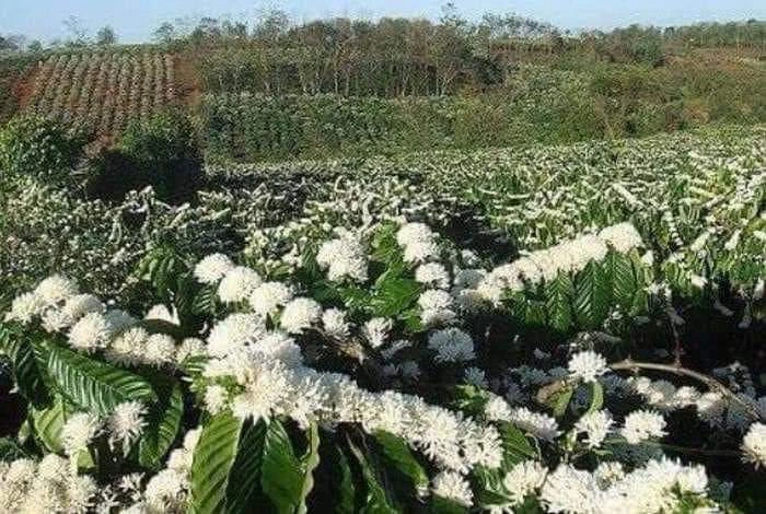 Tây Nguyên bước vào mùa đẹp nhất trong năm - 第2张 - Chư Sê 24h Tây Nguyên bước vào mùa đẹp nhất trong năm - 第2张