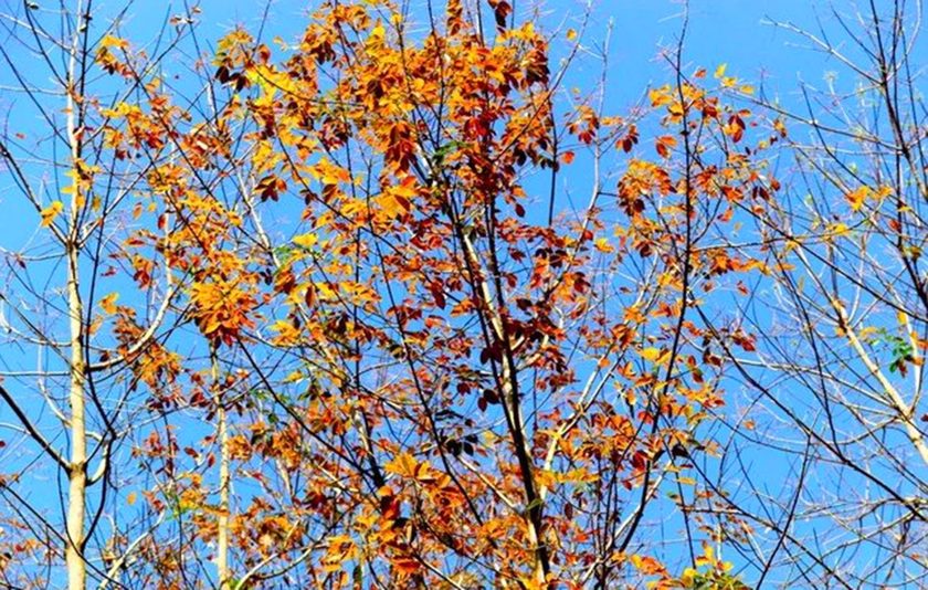 Tây Nguyên bước vào mùa đẹp nhất trong năm - 第4张 - Chư Sê 24h Tây Nguyên bước vào mùa đẹp nhất trong năm - 第4张