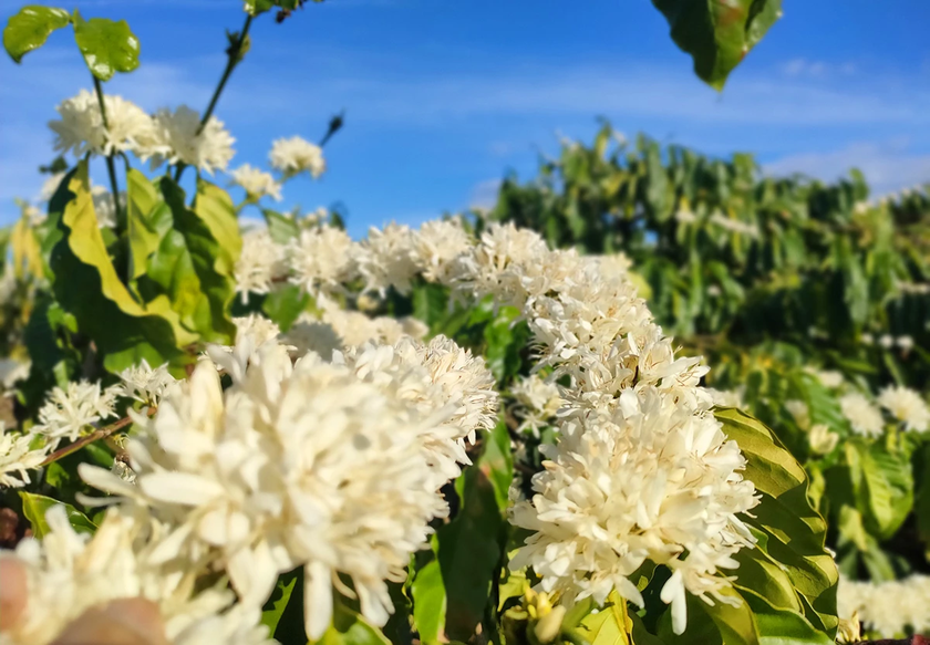 Tây Nguyên bước vào mùa đẹp nhất trong năm - 第7张 - Chư Sê 24h Tây Nguyên bước vào mùa đẹp nhất trong năm - 第7张