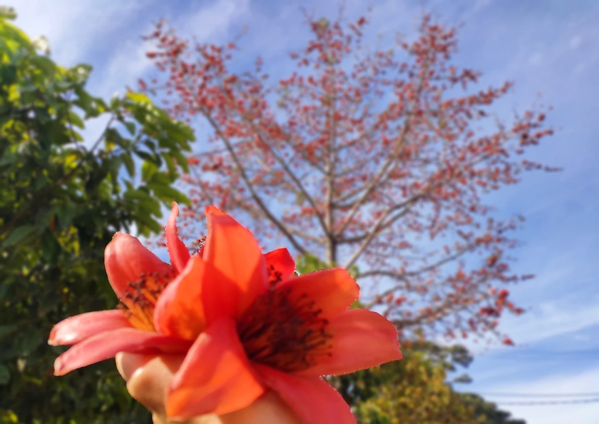 Tây Nguyên bước vào mùa đẹp nhất trong năm - 第9张 - Chư Sê 24h Tây Nguyên bước vào mùa đẹp nhất trong năm - 第9张