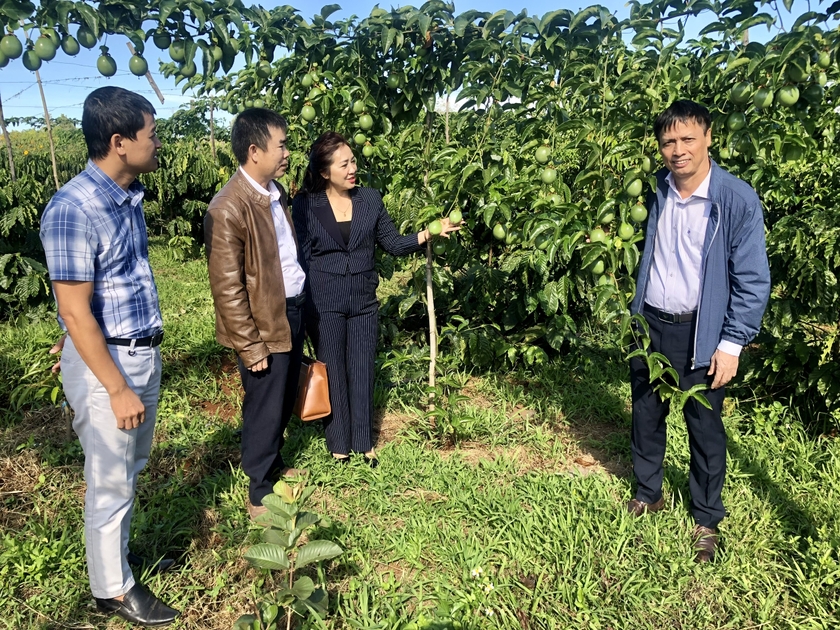 Hiệu quả mô hình quản lý dịch hại tổng hợp trên chanh leo gắn với tiêu thụ sản phẩm - 第1张 - Chư Sê 24h Hiệu quả mô hình quản lý dịch hại tổng hợp trên chanh leo gắn với tiêu thụ sản phẩm - 第1张