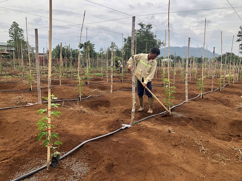 Hiệu quả mô hình quản lý dịch hại tổng hợp trên chanh leo gắn với tiêu thụ sản phẩm - 第3张 - Chư Sê 24h Hiệu quả mô hình quản lý dịch hại tổng hợp trên chanh leo gắn với tiêu thụ sản phẩm - 第3张