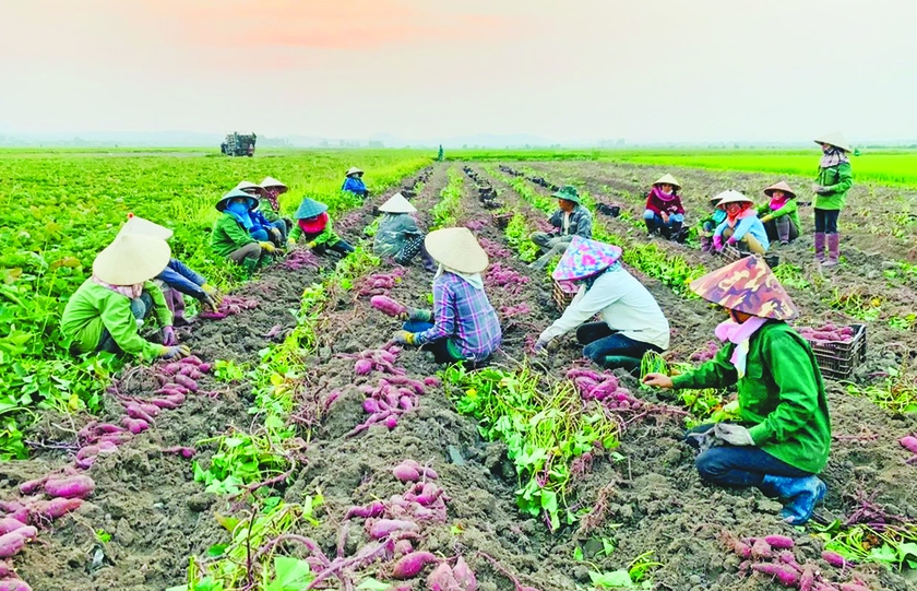 Người tiên phong đưa giống khoai lang Nhật Bản về Phú Thiện - 第3张 - Chư Sê 24h Người tiên phong đưa giống khoai lang Nhật Bản về Phú Thiện - 第3张