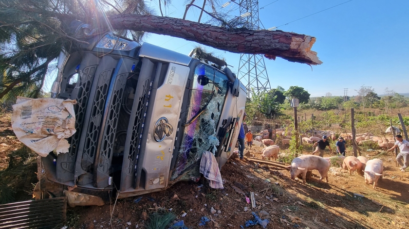 Chư Sê: Xe ô tô tải chở heo lật nghiêng xuống đường - 第2张 - Chư Sê 24h Chư Sê: Xe ô tô tải chở heo lật nghiêng xuống đường - 第2张