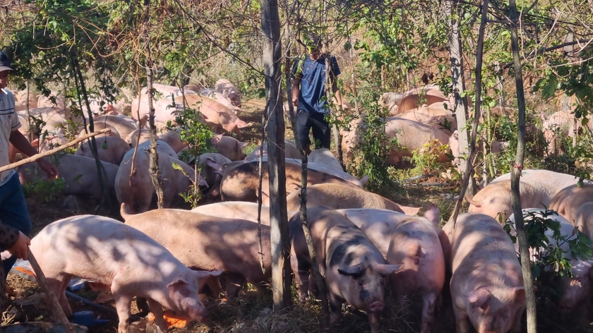 Chư Sê: Xe ô tô tải chở heo lật nghiêng xuống đường - 第3张 - Chư Sê 24h Chư Sê: Xe ô tô tải chở heo lật nghiêng xuống đường - 第3张