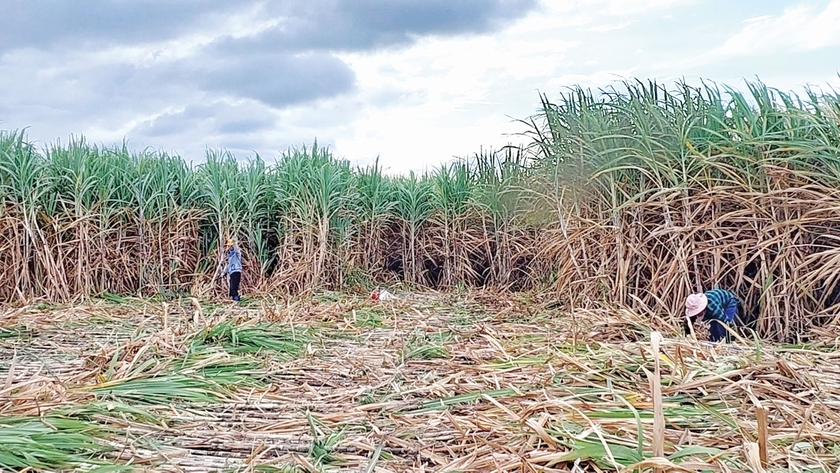 AgriS Gia Lai gắn bó với vùng nguyên liệu mía Đông Nam tỉnh - 第1张