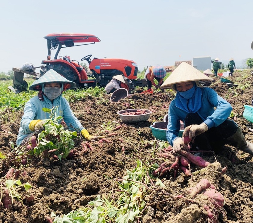 Người tiên phong đưa giống khoai lang Nhật Bản về Phú Thiện - 第2张 - Chư Sê 24h Người tiên phong đưa giống khoai lang Nhật Bản về Phú Thiện - 第2张