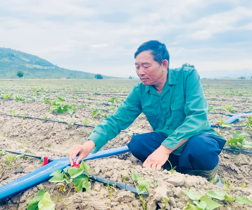 Người tiên phong đưa giống khoai lang Nhật Bản về Phú Thiện - 第1张 - Chư Sê 24h Người tiên phong đưa giống khoai lang Nhật Bản về Phú Thiện - 第1张