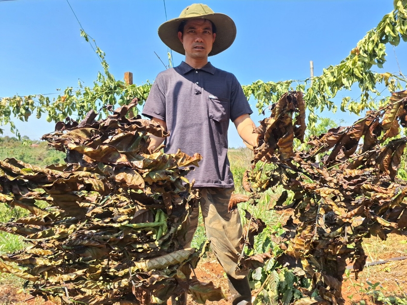 Chư Sê: Kẻ xấu chặt phá gần 500 cây cà phê và chanh dây sau một đêm - 第2张