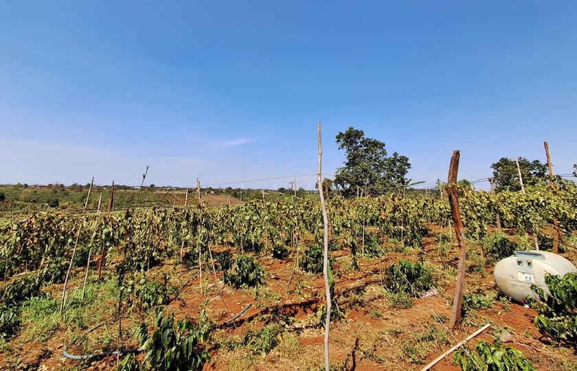 Chư Sê: Kẻ xấu chặt phá gần 500 cây cà phê và chanh dây sau một đêm - 第3张