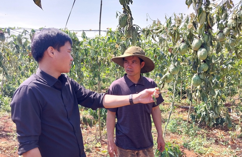 Chư Sê: Kẻ xấu chặt phá gần 500 cây cà phê và chanh dây sau một đêm - 第1张