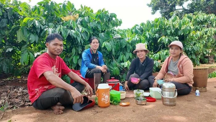 Gia Lai rộn ràng mùa thu hoạch cà phê - 第5张