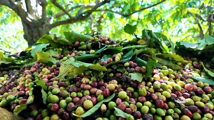 Gia Lai rộn ràng mùa thu hoạch cà phê - 第7张