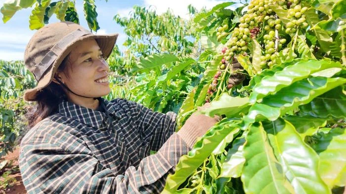 Gia Lai rộn ràng mùa thu hoạch cà phê - 第4张