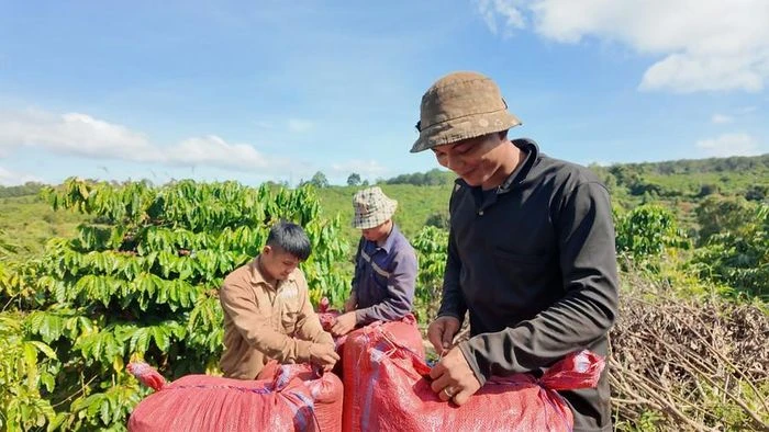 Gia Lai rộn ràng mùa thu hoạch cà phê - 第3张