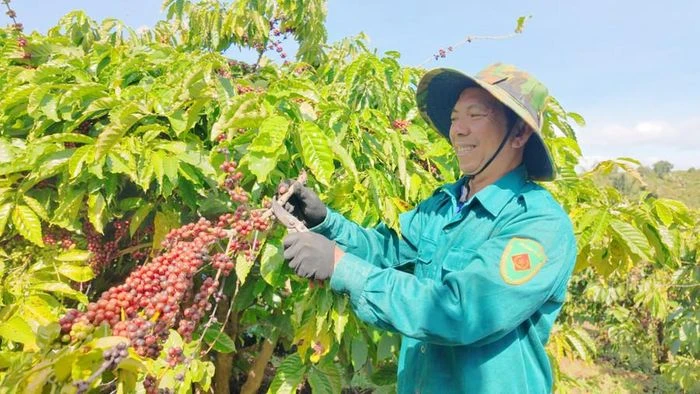 Gia Lai rộn ràng mùa thu hoạch cà phê - 第6张